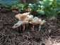 Lilás őzlábgomba (Lepiota lilacea), Budapest